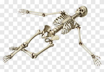 Human Skeleton PNG