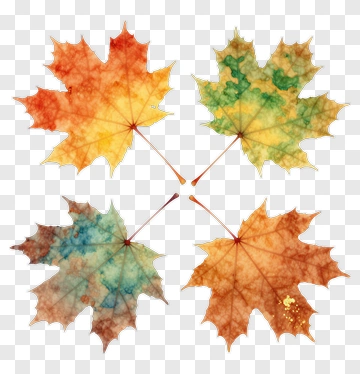 Four Maple Leaves In Watercolor PNG