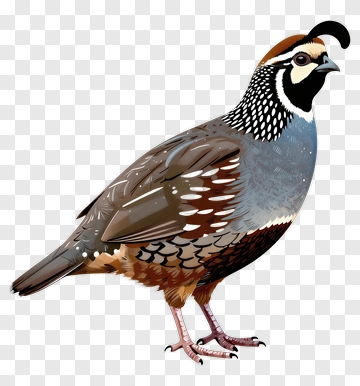 Quail With Distinctive Crest And Patterned Feathers PNG