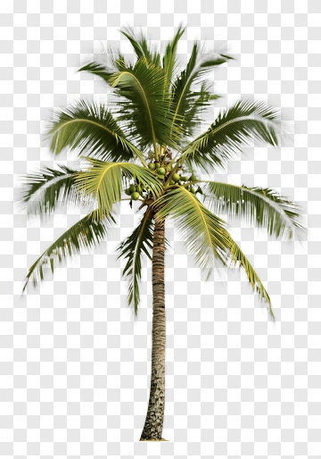 Coconut Palm Tree With Coconuts PNG