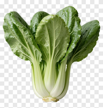 Fresh Bok Choy PNG