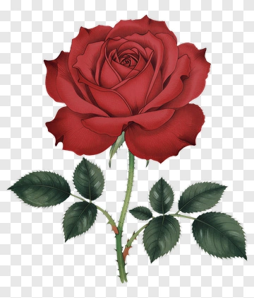 Red Rose With Stem And Leaves PNG