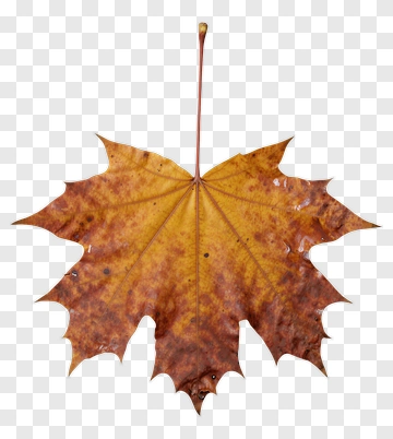 Maple Leaf With Autumn Colors PNG