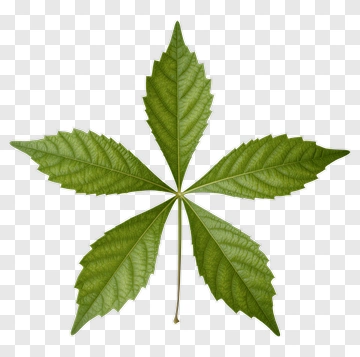 Five-lobed Leaf PNG