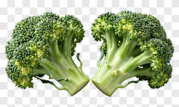 Fresh Broccoli PNG