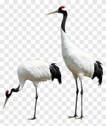 Red-crowned Crane Pair PNG