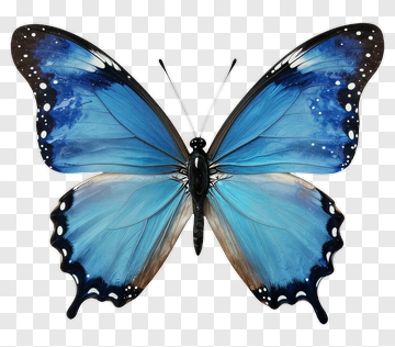 Blue Butterfly With Black And White Accents PNG