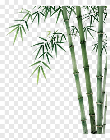 Bamboo With Green Leaves PNG