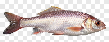 Silver Fish With Red Accents PNG