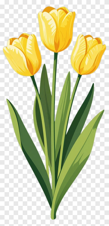 Yellow Tulips With Green Leaves PNG