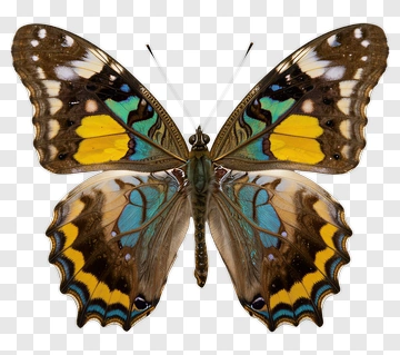 Butterfly With Vibrant Wing Patterns PNG