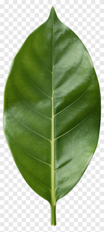 Single Green Leaf PNG