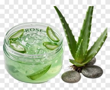 Aloe Vera Gel With Fresh Plant PNG