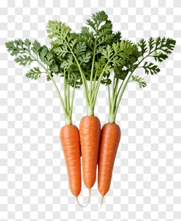 Three Fresh Carrots With Green Tops PNG