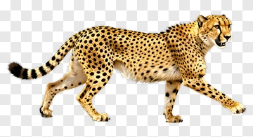 Cheetah In Motion PNG