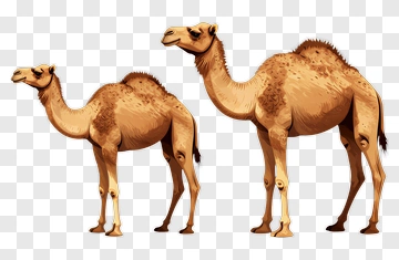 Two Camels Standing Side By Side PNG