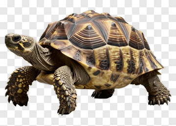Turtle With Detailed Shell And Limbs PNG