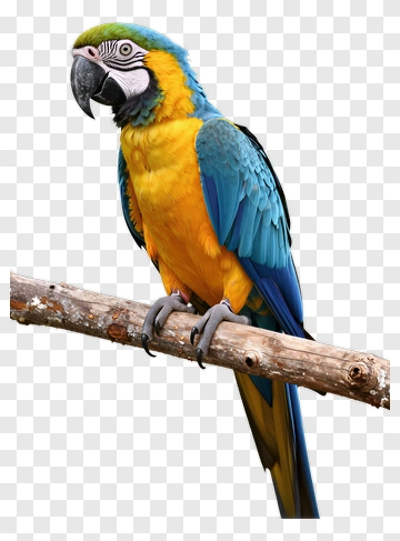 Blue And Yellow Parrot Perched PNG