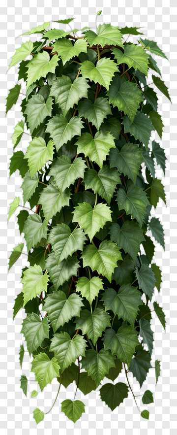 Green Ivy Climbing Downward PNG