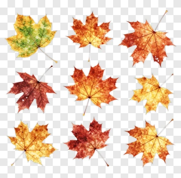 Autumn Maple Leaves In Watercolor Style PNG