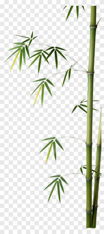 Bamboo Plant With Green And Yellow Leaves PNG