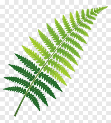 Fern Leaf PNG