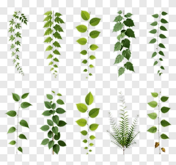 Various Leaf And Vine Designs PNG