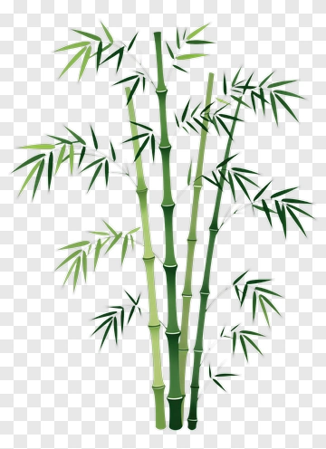 Bamboo PNG
