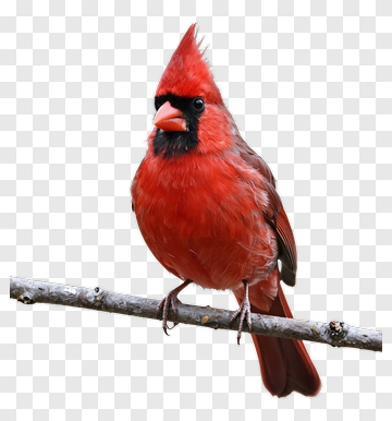 Northern Cardinal Perched On Branch PNG