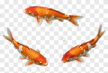 Three Orange And White Koi Fish PNG