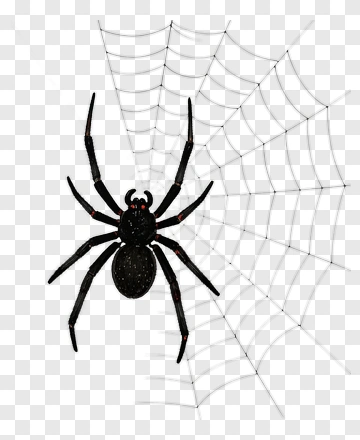 Black Spider On Web PNG