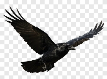 Black Crow In Flight PNG