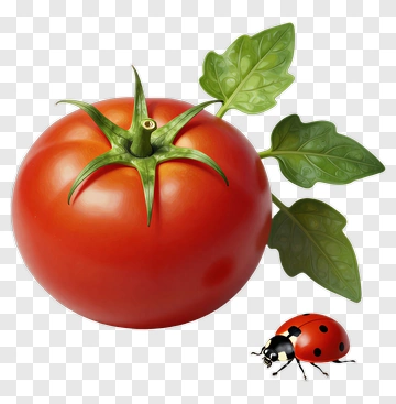 Tomato With Ladybug And Leaf PNG