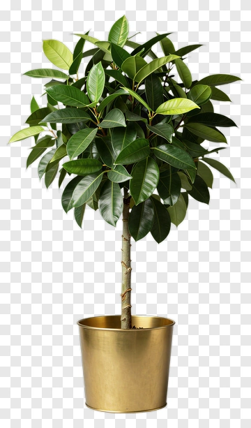 Fig Tree In Gold Pot PNG
