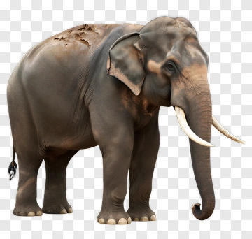 Elephant With Tusks And Dirt PNG