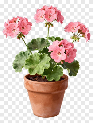Pink Geranium In Terracotta Pot PNG