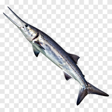 Swordfish PNG