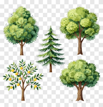 Watercolor Trees With Orange Fruits PNG