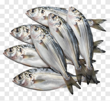 Fresh Fish PNG