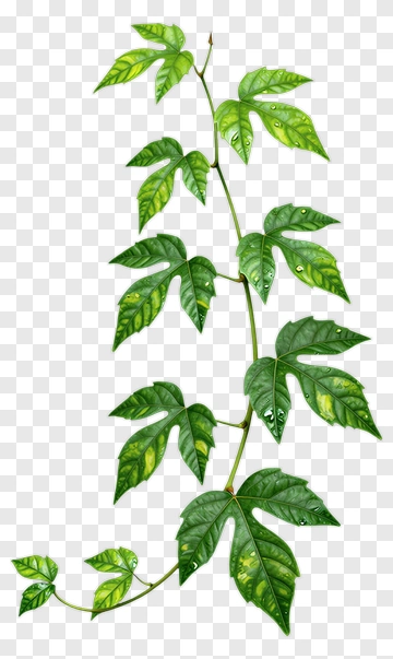 Vine With Green Leaves PNG