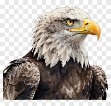 Bald Eagle Portrait PNG