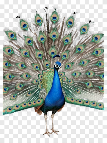 Peacock With Open Tail Feathers PNG