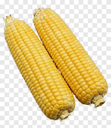 Two Yellow Corn Cobs PNG
