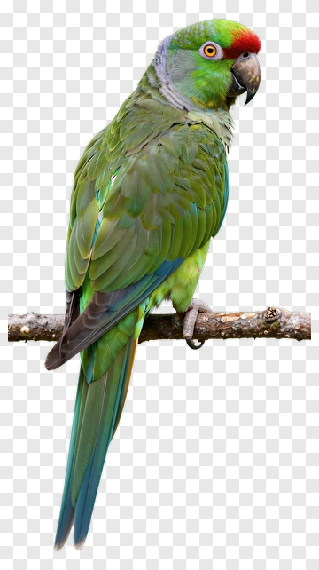 Green Parrot With Red Crown PNG