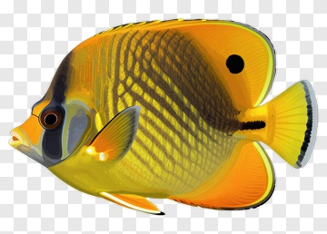 Yellow And Black Fish PNG