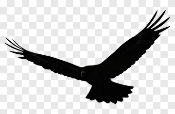 Eagle In Flight PNG