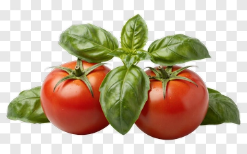 Fresh Tomato And Basil PNG