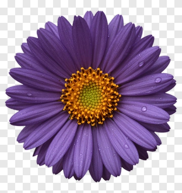 Purple Daisy With Dew Drops PNG