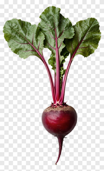 Fresh Beetroot With Leaves PNG