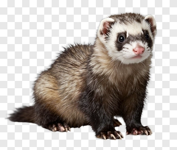 Ferret PNG